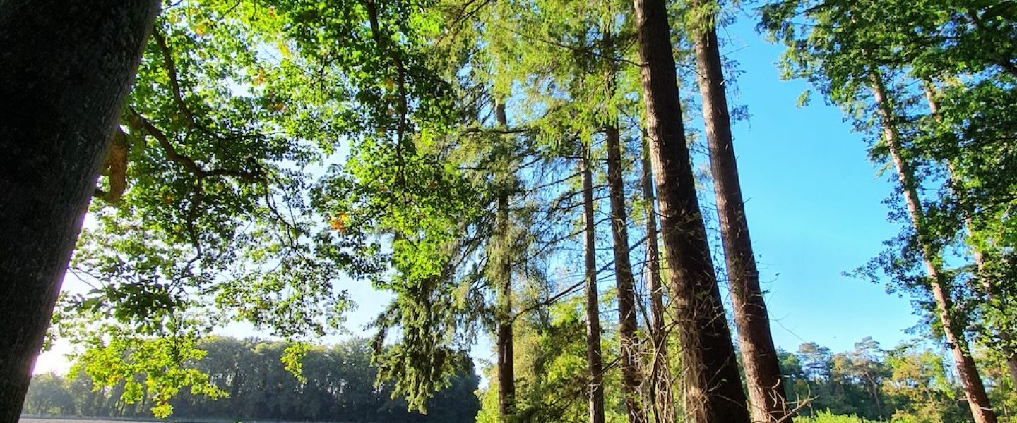 Omgeving Zonnehuis bomen