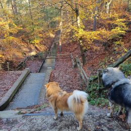Omgeving Zonnehuis waterval herfst Omgeving Zonnehuis waterval herfst
